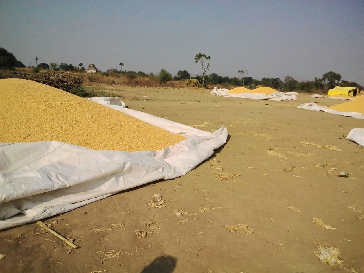Yellow corn for Animal Feed Distribution From India